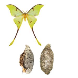 argema mimosae cocoon
