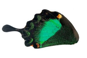 nijne-krylo-papilio-palinurus