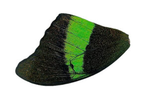 verhne-krylo-papilio-palinurus