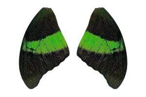 para-verhnih_kryl-Papilio-palinurus