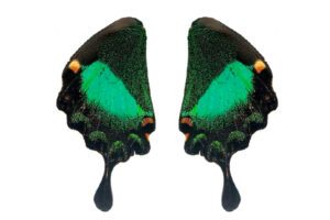 para-nijnih-kril-papilio palinurus