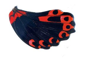 butterfly-wing-Rumanzovia