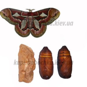 rotshildia triloba с водян